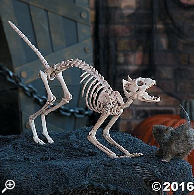 Halloween Skeleton Cat